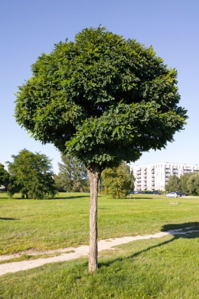 Акація / Робінія псевдоакація Умбракуліфера (куляста)
